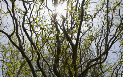 Experiencing Biodynamics in Oregon with Maysara