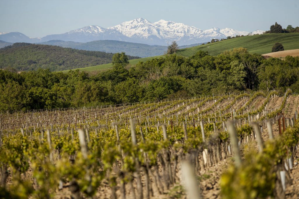 A farmer at Albet I Noya carries a basket of grapes across their vineyard